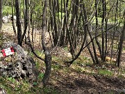 58 Scendo dalla vetta del Pizzo di Spino e imbocco il sentiero 594A di discesa a Pregaroldi di Bracca